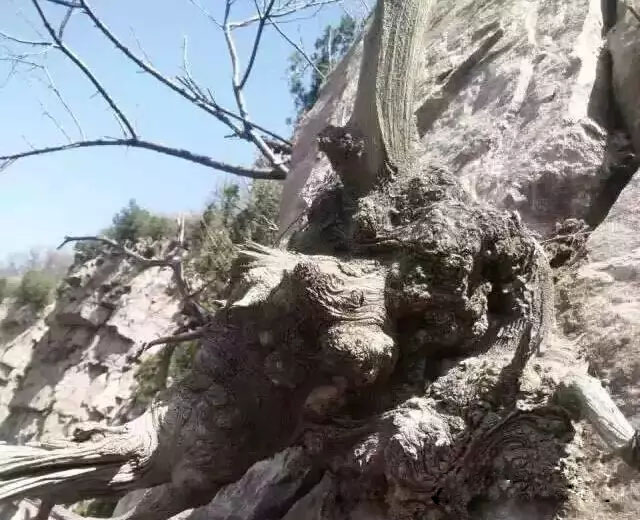 悬崖上的崖柏