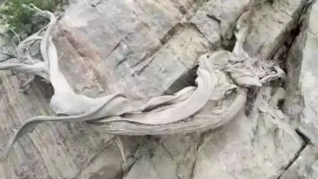 悬崖上的崖柏