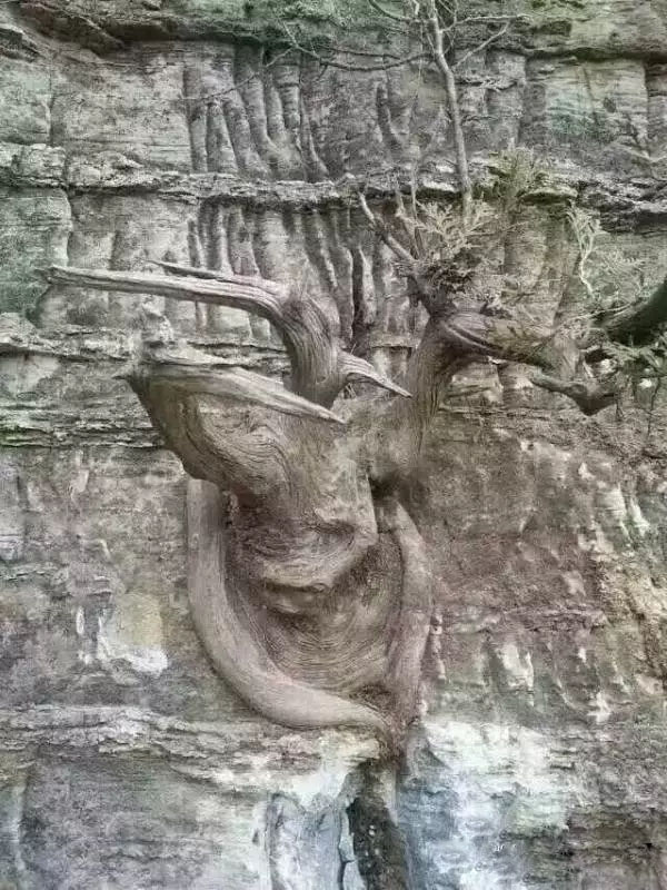 悬崖上的崖柏