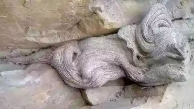 悬崖上的崖柏
