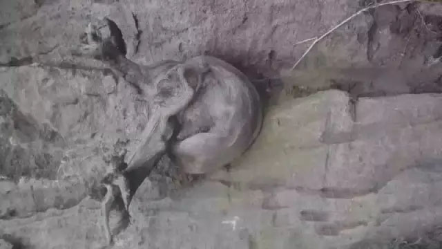 悬崖上的崖柏