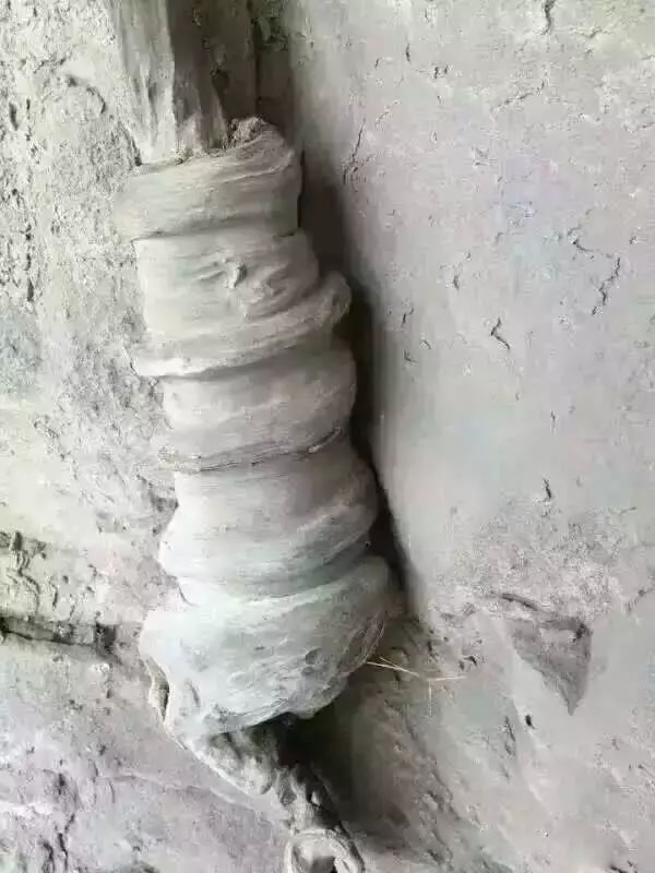 悬崖上的崖柏