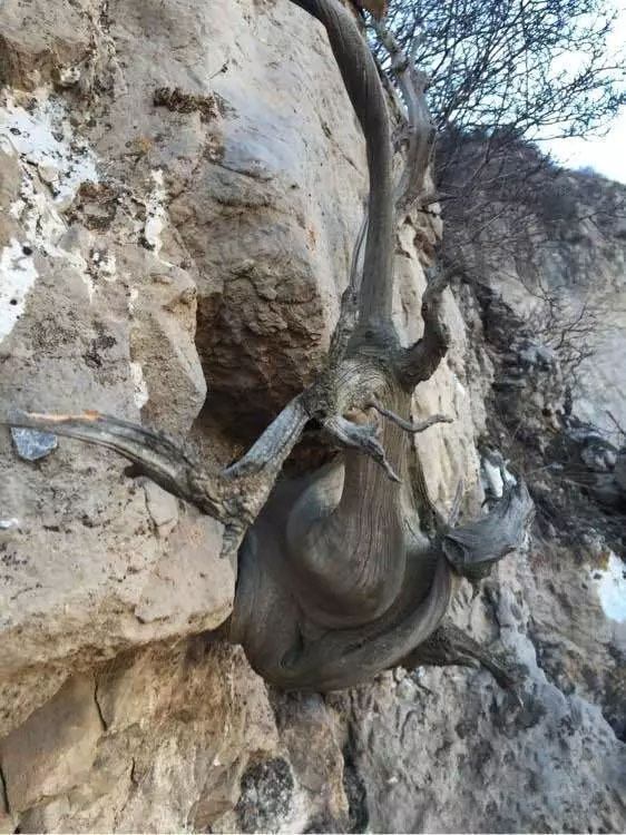 悬崖上的崖柏
