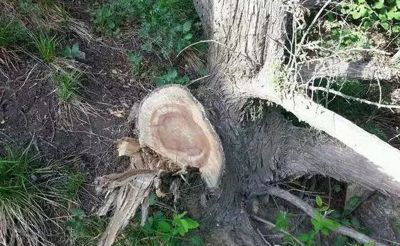 土柏