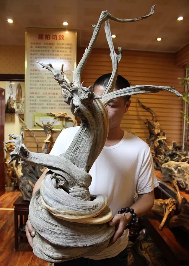 崖柏扭转料