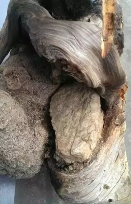 陈华山崖根抱石