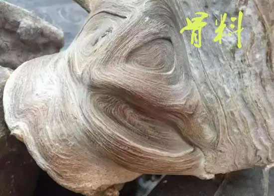 崖柏