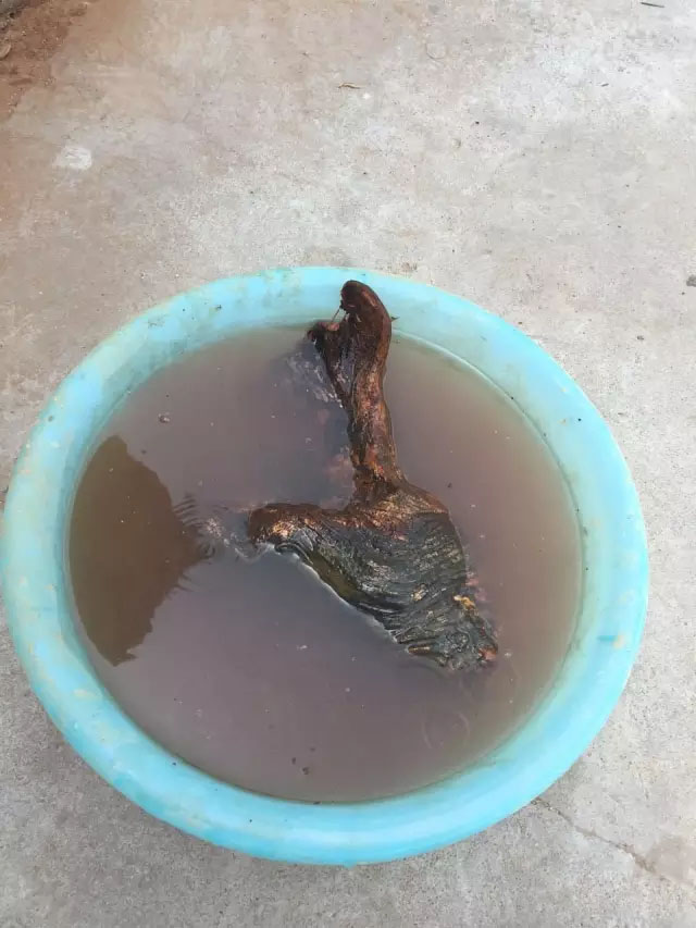 清理崖柏浮皮