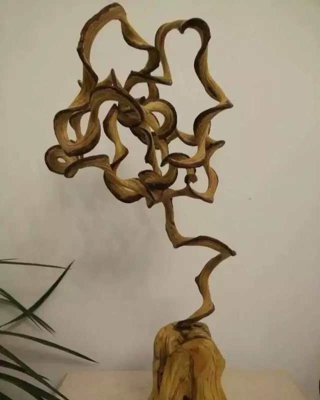 采崖柏