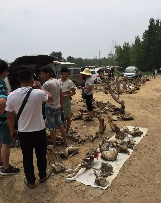 崖柏市场