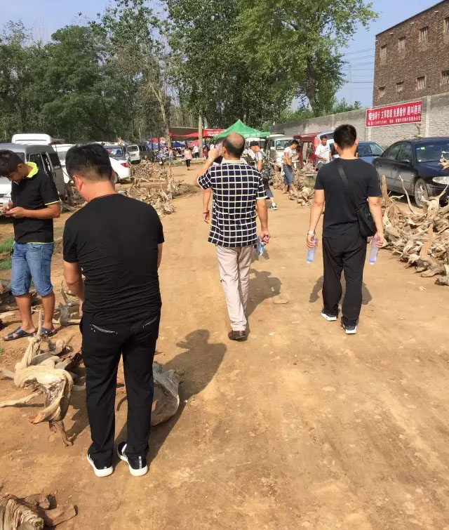 崖柏毛料市场