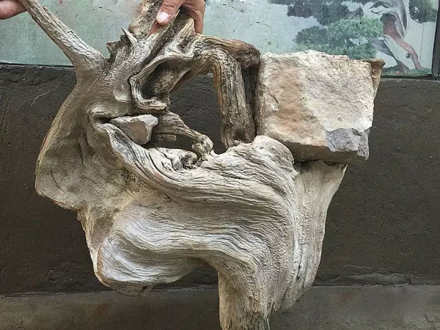崖柏根抱石
