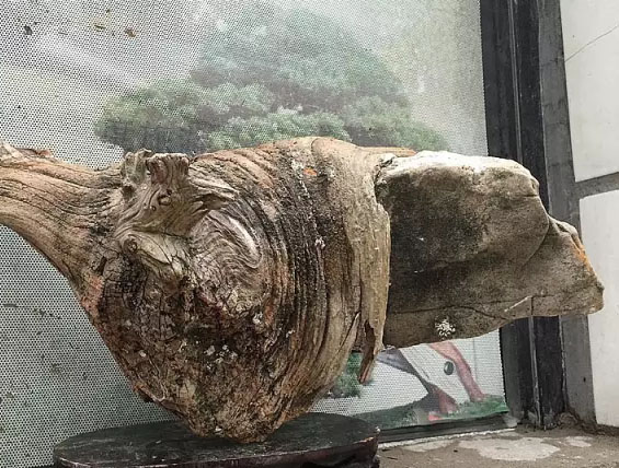 崖柏毛料