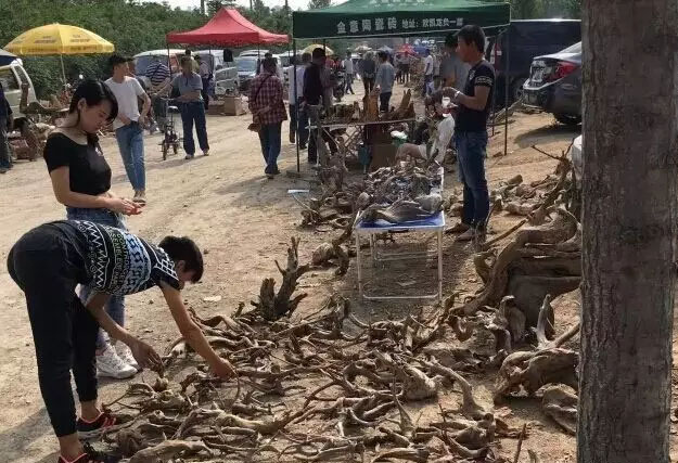摆摊卖崖柏毛料