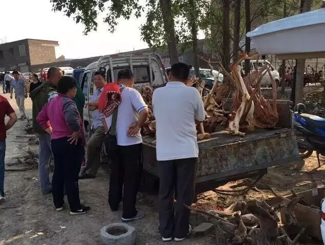 崖柏毛料