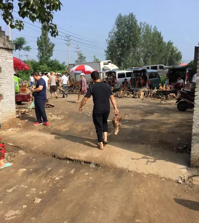 崖柏毛料市场