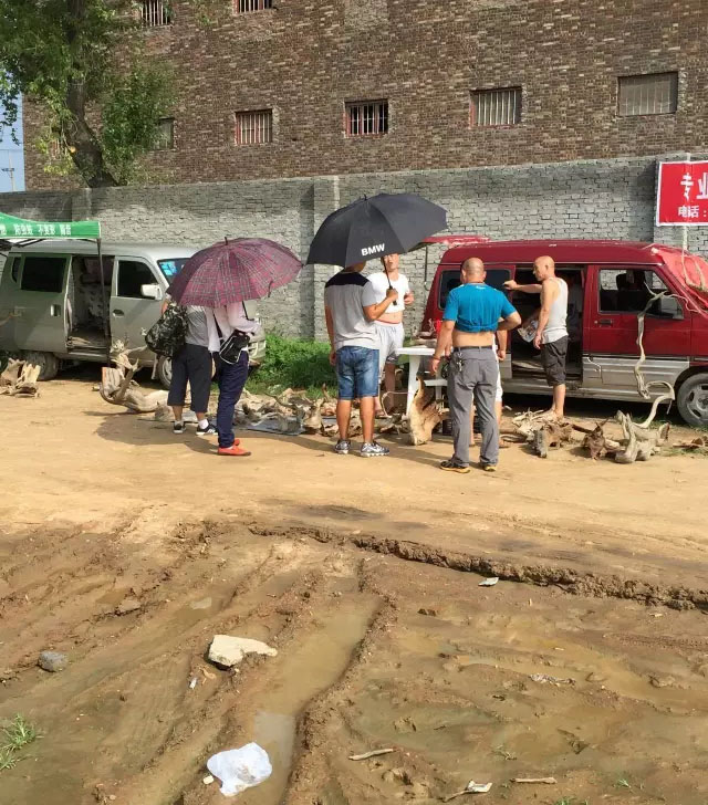 崖柏毛料市场