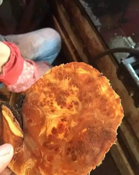 崖柏红油料